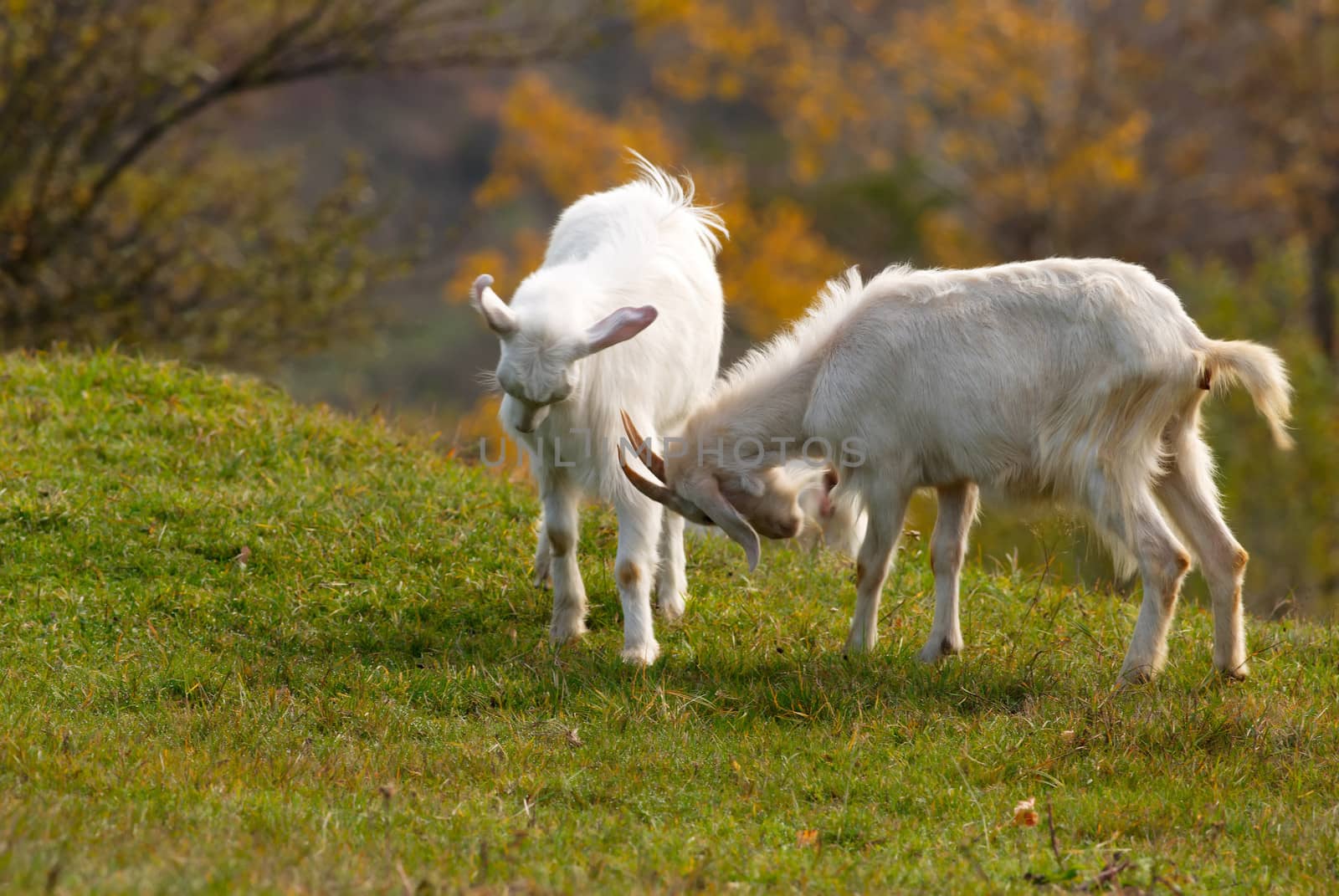 Fighting goats by ecobo