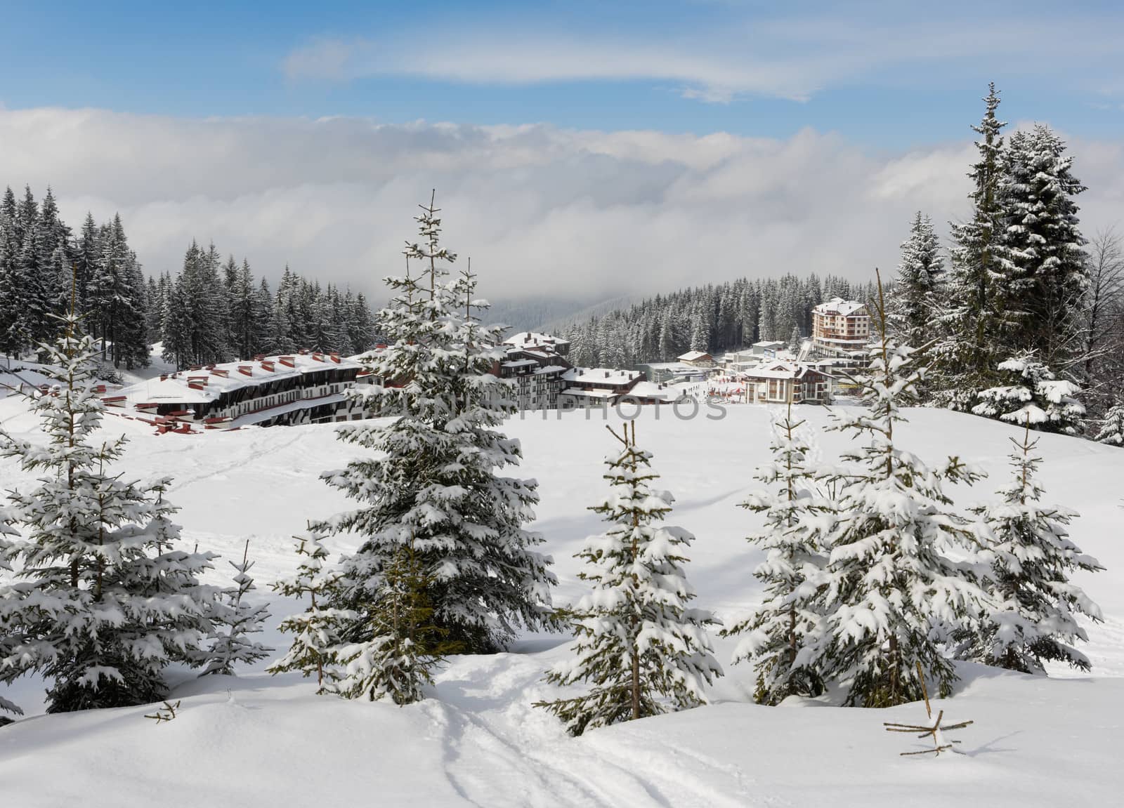 Pine trees in Pamporovo by ecobo