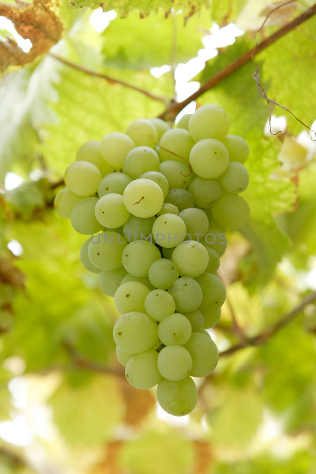 Cluster of white grapes by ecobo