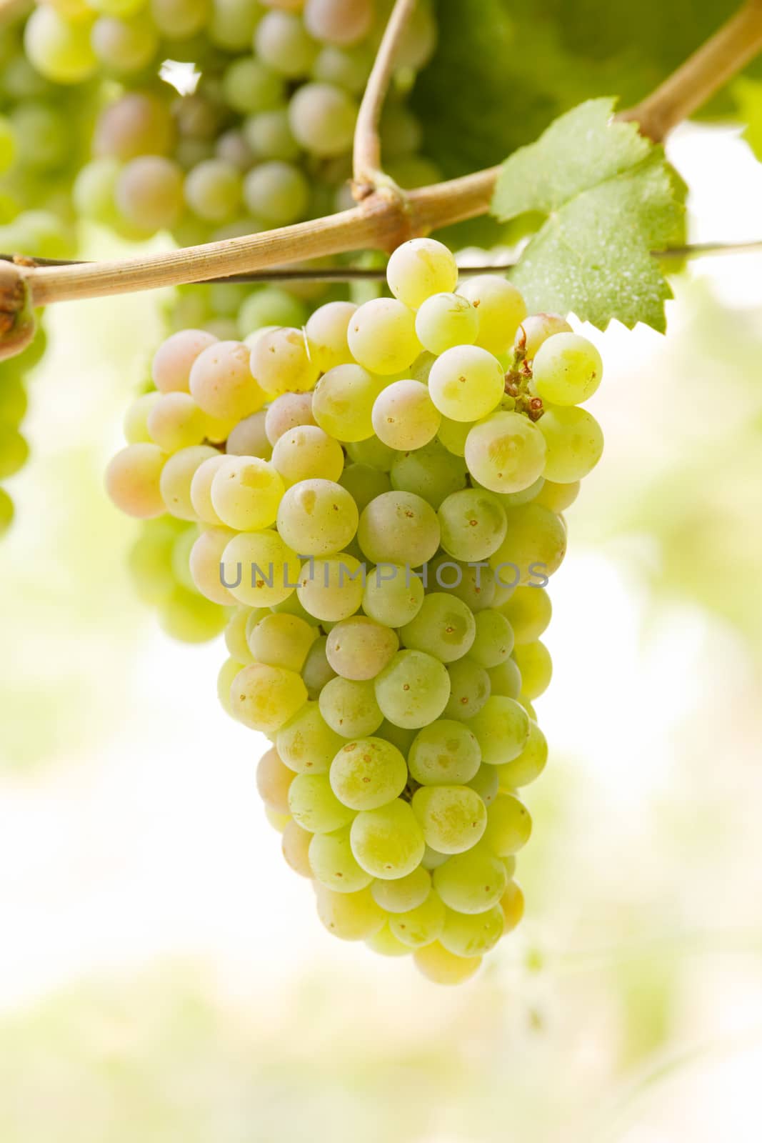 Bunch of white ripe jucy grapes, autumn harvest