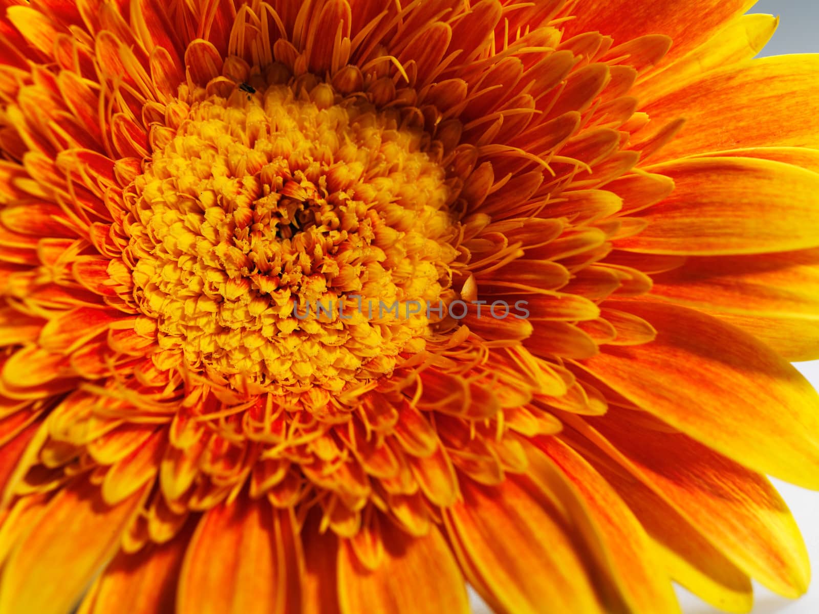 Yellow gerbera flower macro shot