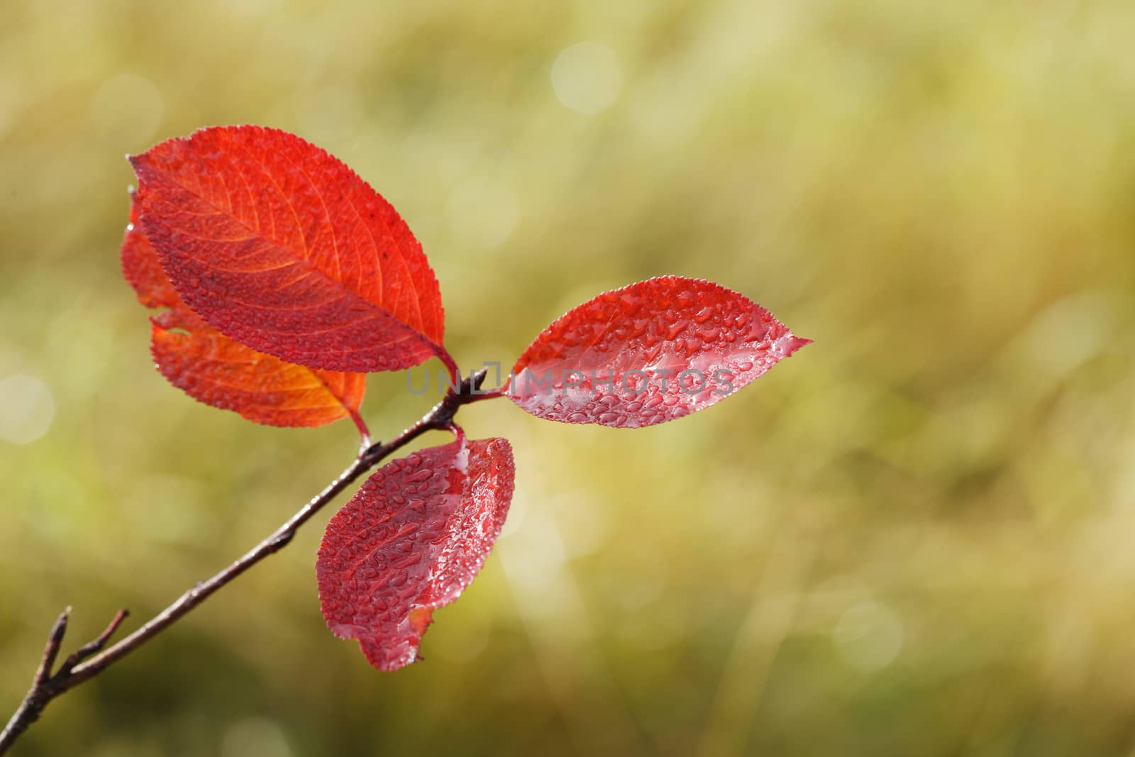 Red autumn leafs of aronia tree, fall colors of nature