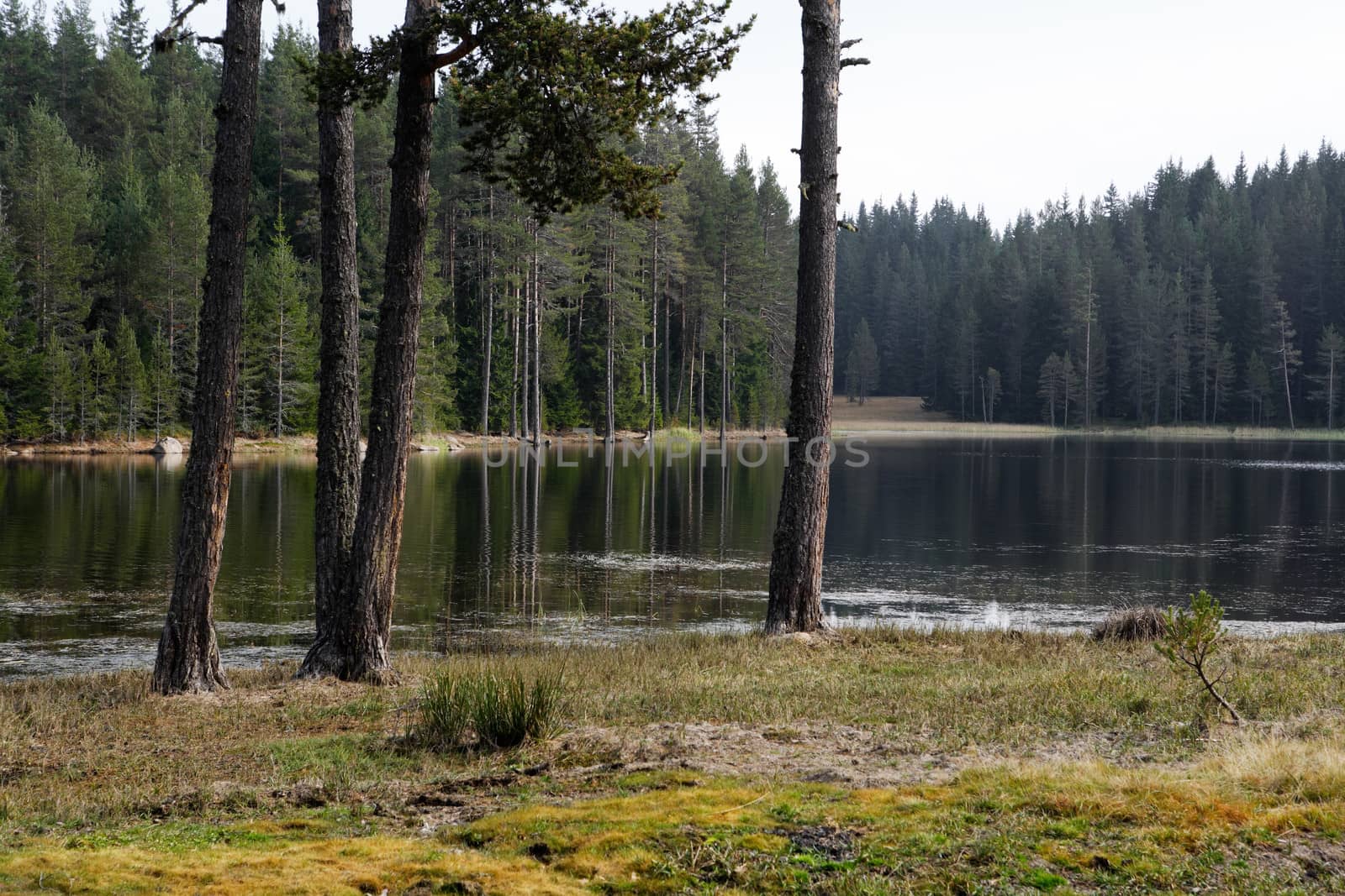 Pine trees at the lake shore, Rodopi mountains, Bulgaria