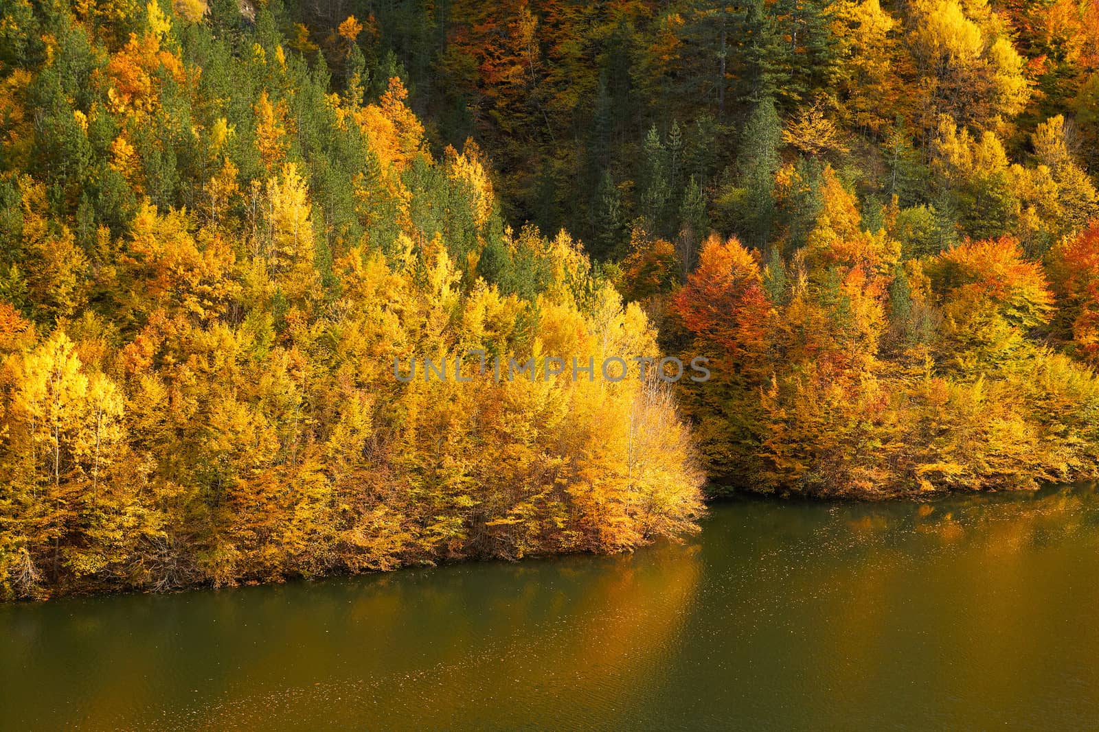 Colorful autumn forest near a lake