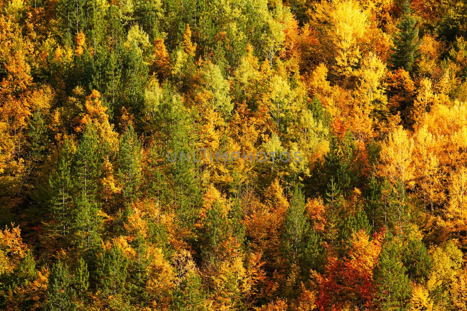 Colorful autumn forest