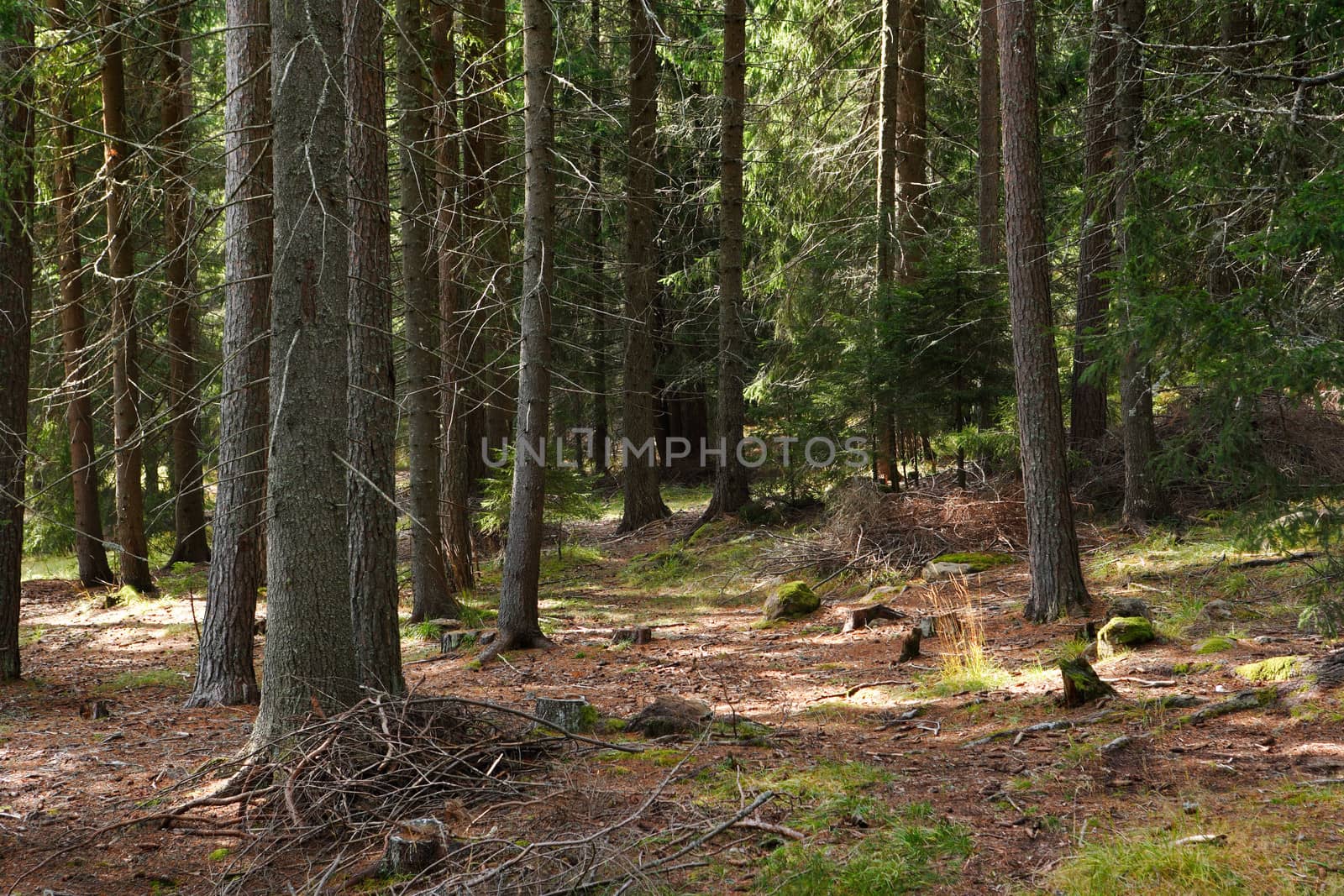 Deep pine forest by ecobo