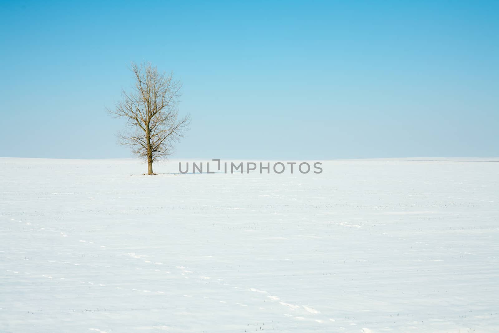 Snowy field with a lonely tree