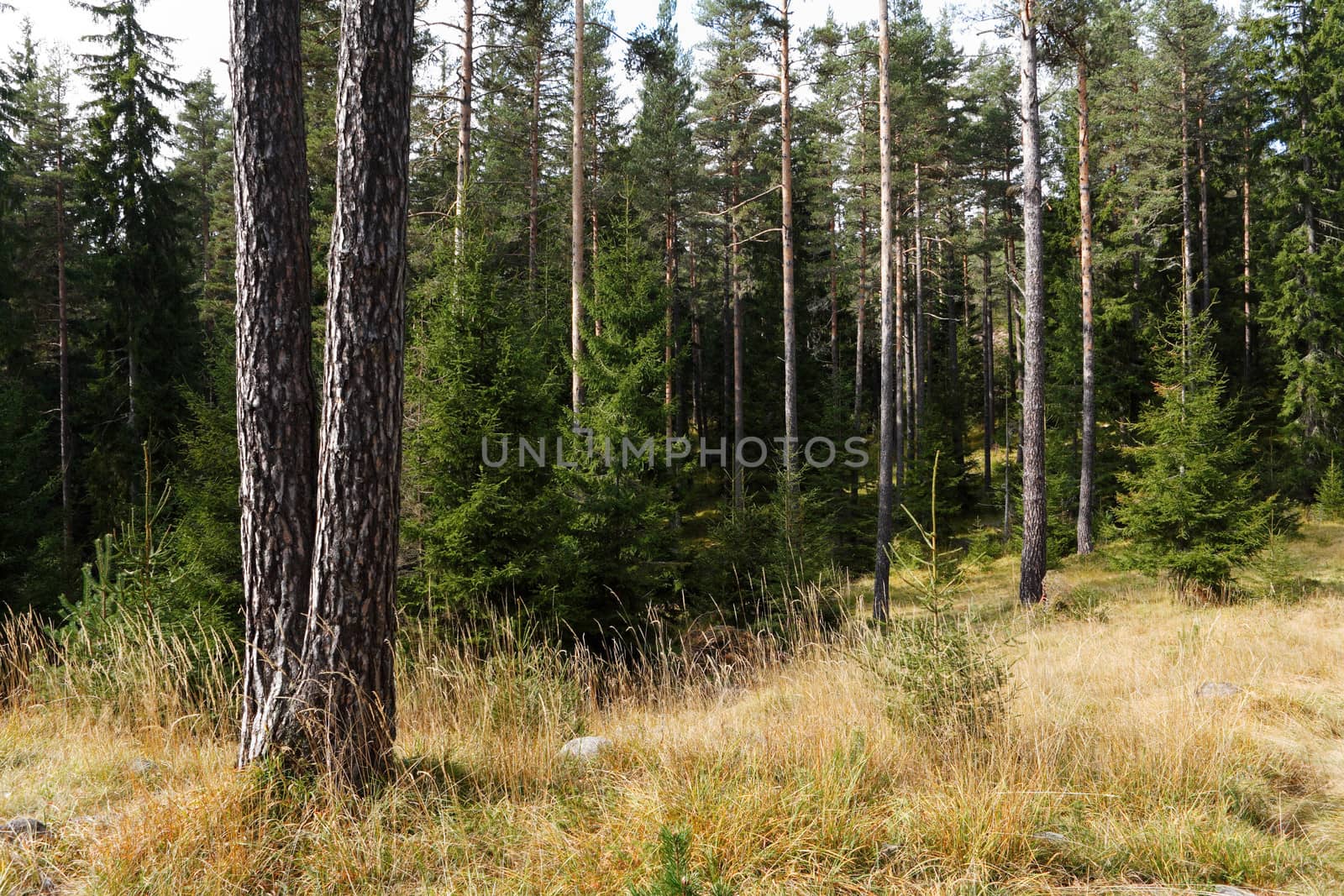 Pine forest at the end of the summer sason