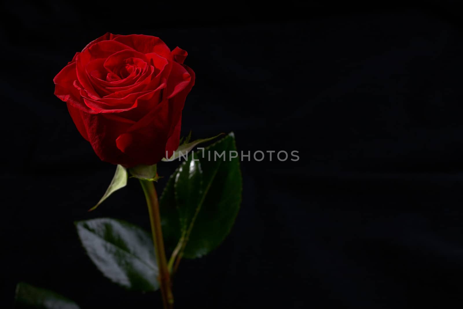Red rose flower on dark background