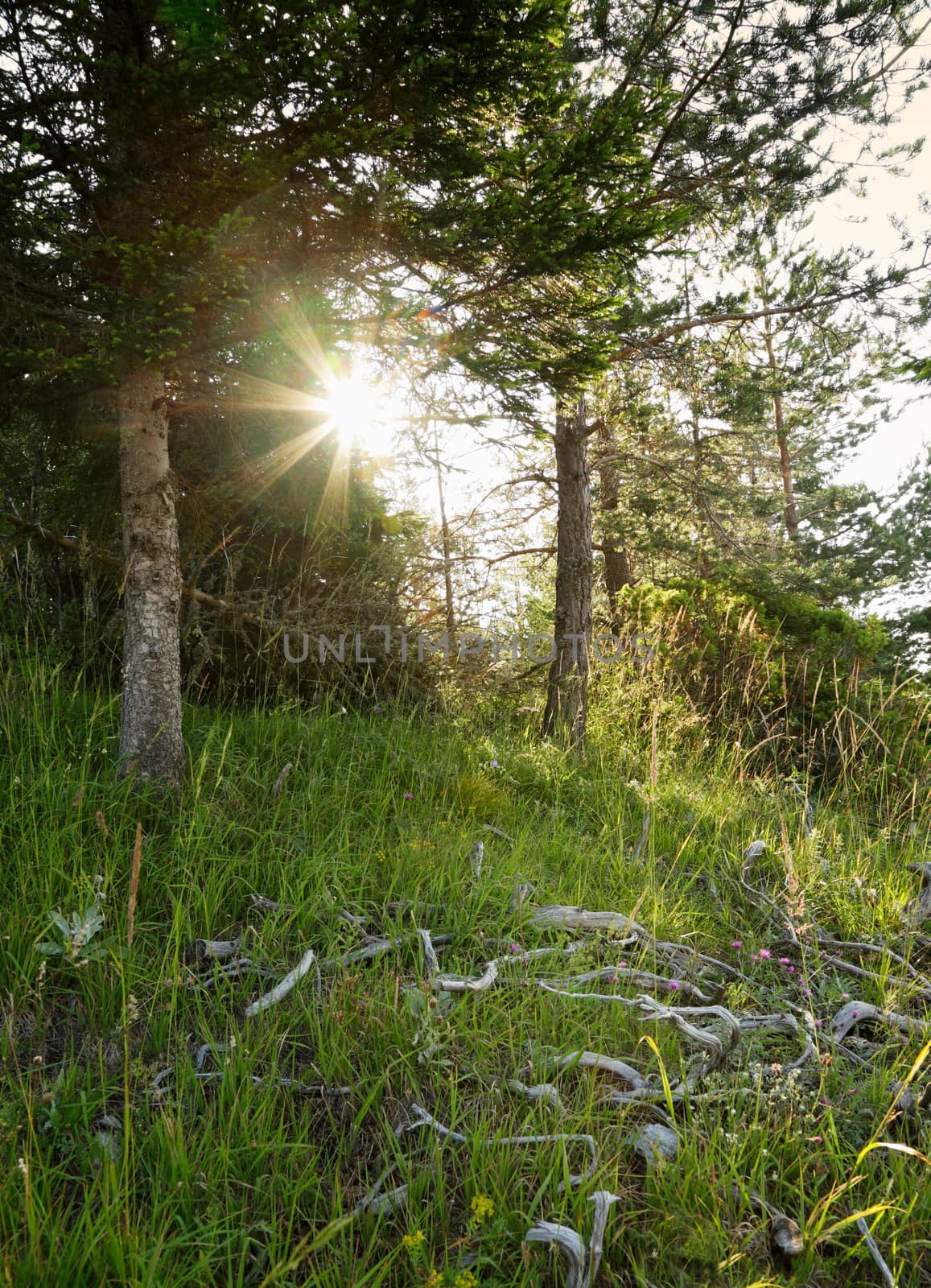 Morning in a pine forest, Rodopi mountains, Bulagria