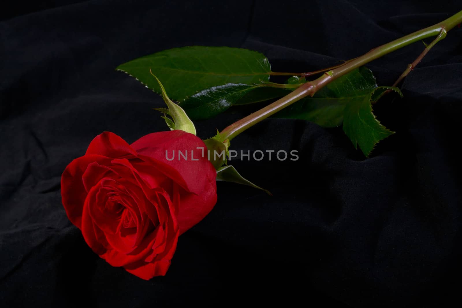 Red rose flower blossom on dark background