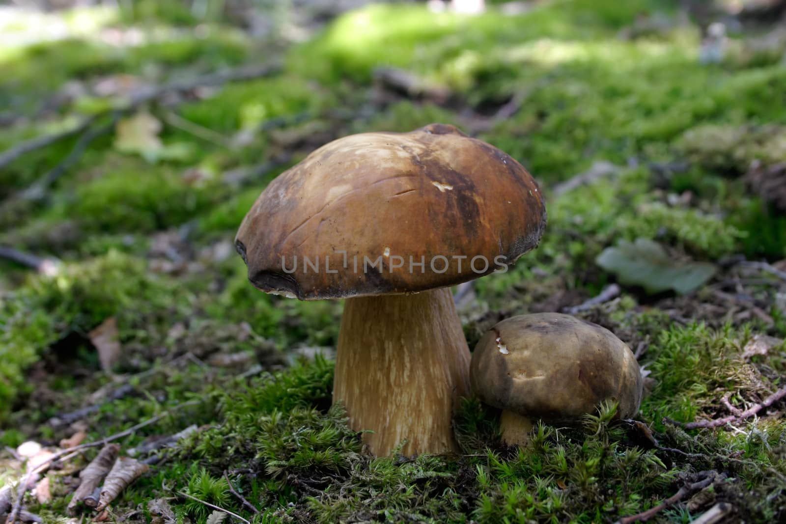 Forest mushroom by ecobo