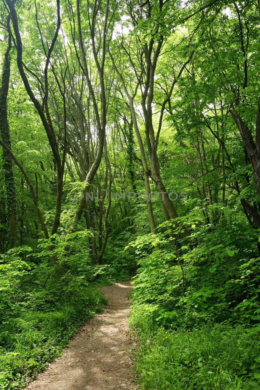 Path in a green european forest, spring in Europe