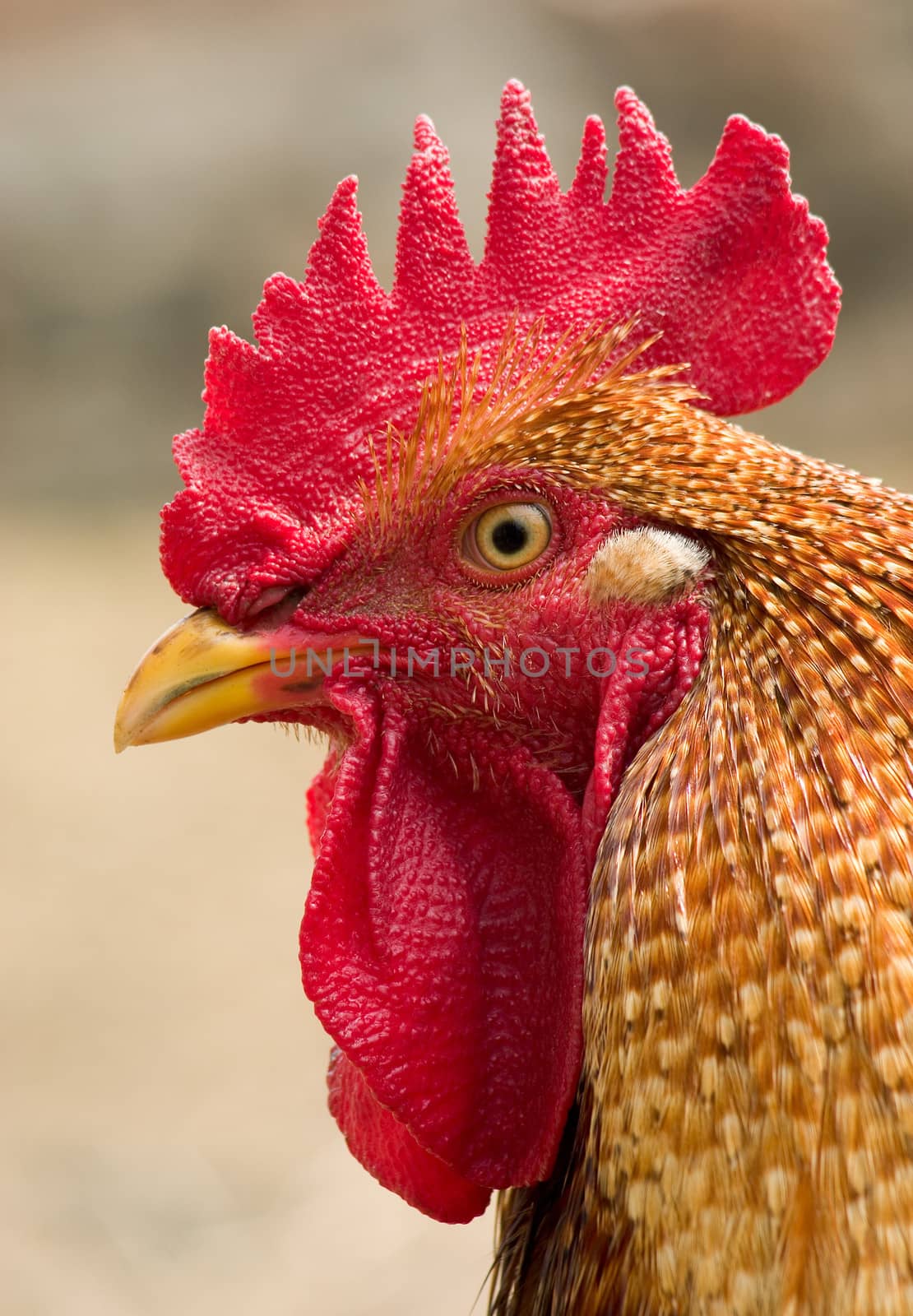 Head of a rooster by ecobo