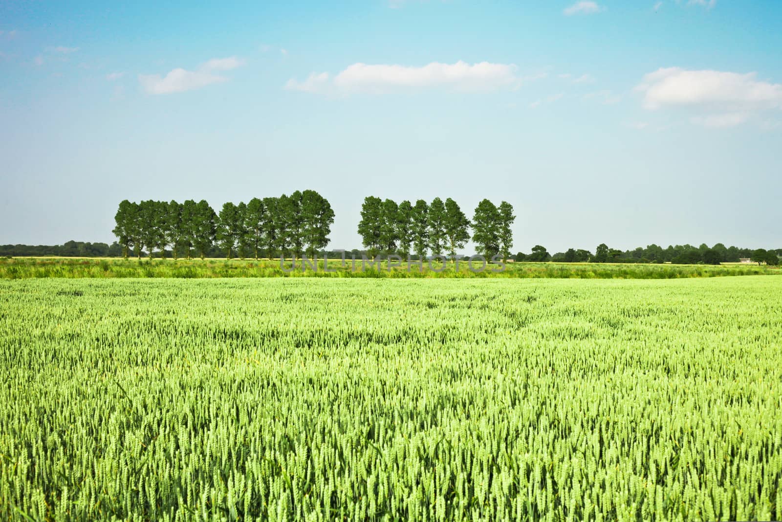 Field of wheat crop in vintage tones