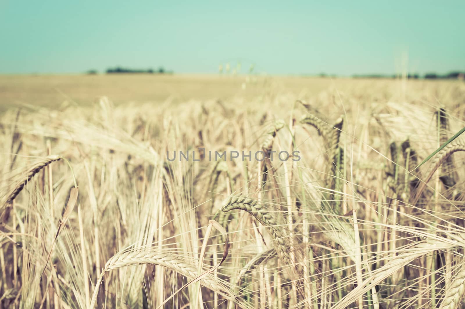 Field of wheat crop in vintage tones