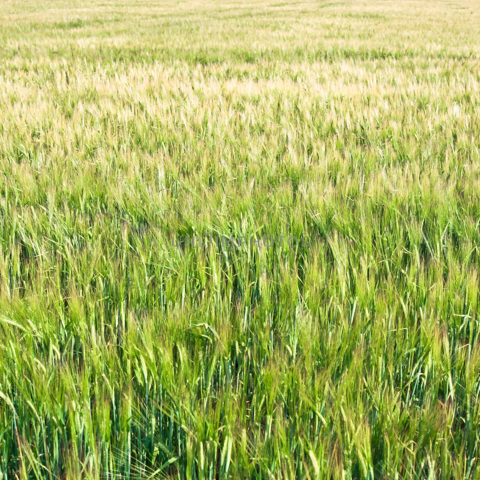 Barley crop growing in the summer in a field
