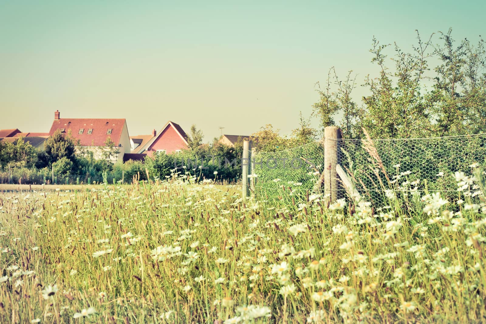 Wild flowers in a meadow next to modern houses in England