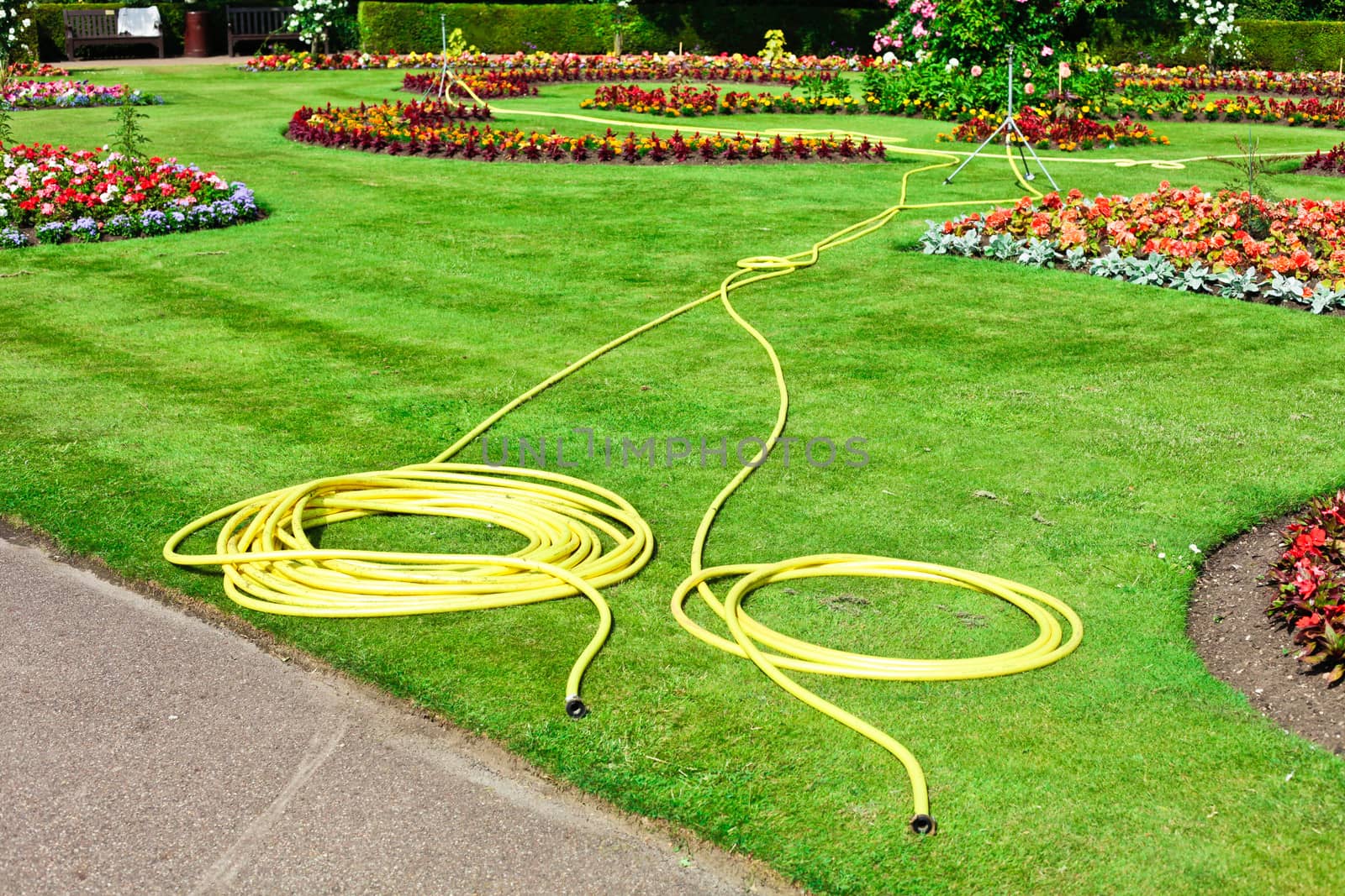 Two yellow hosepipes in a landscaped garden