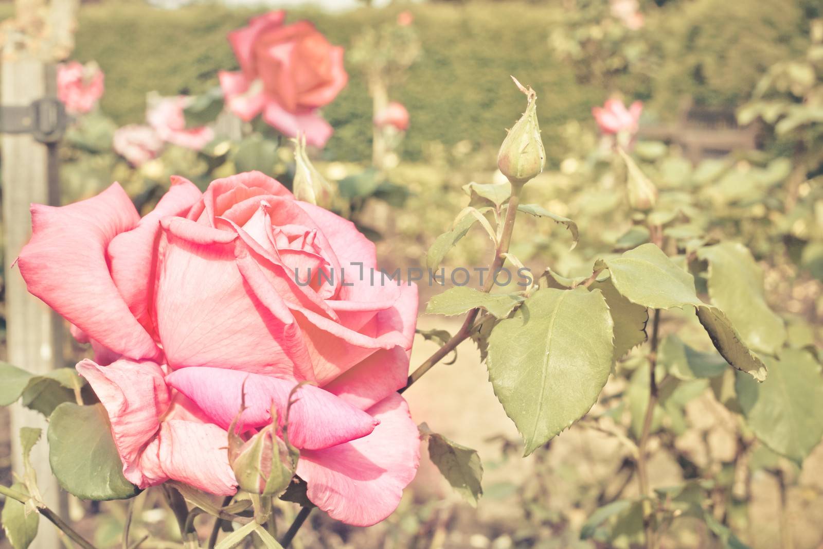 A blooming summer rose in vintage tones