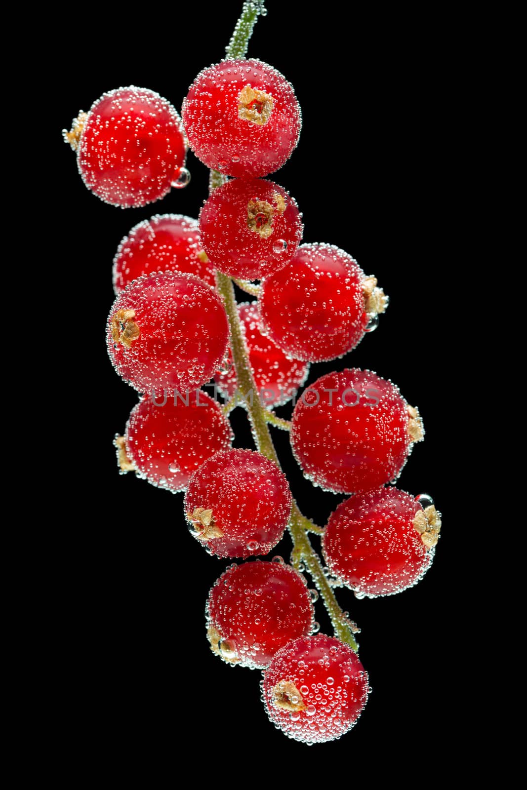 Red currants on a black background. Shooting in water