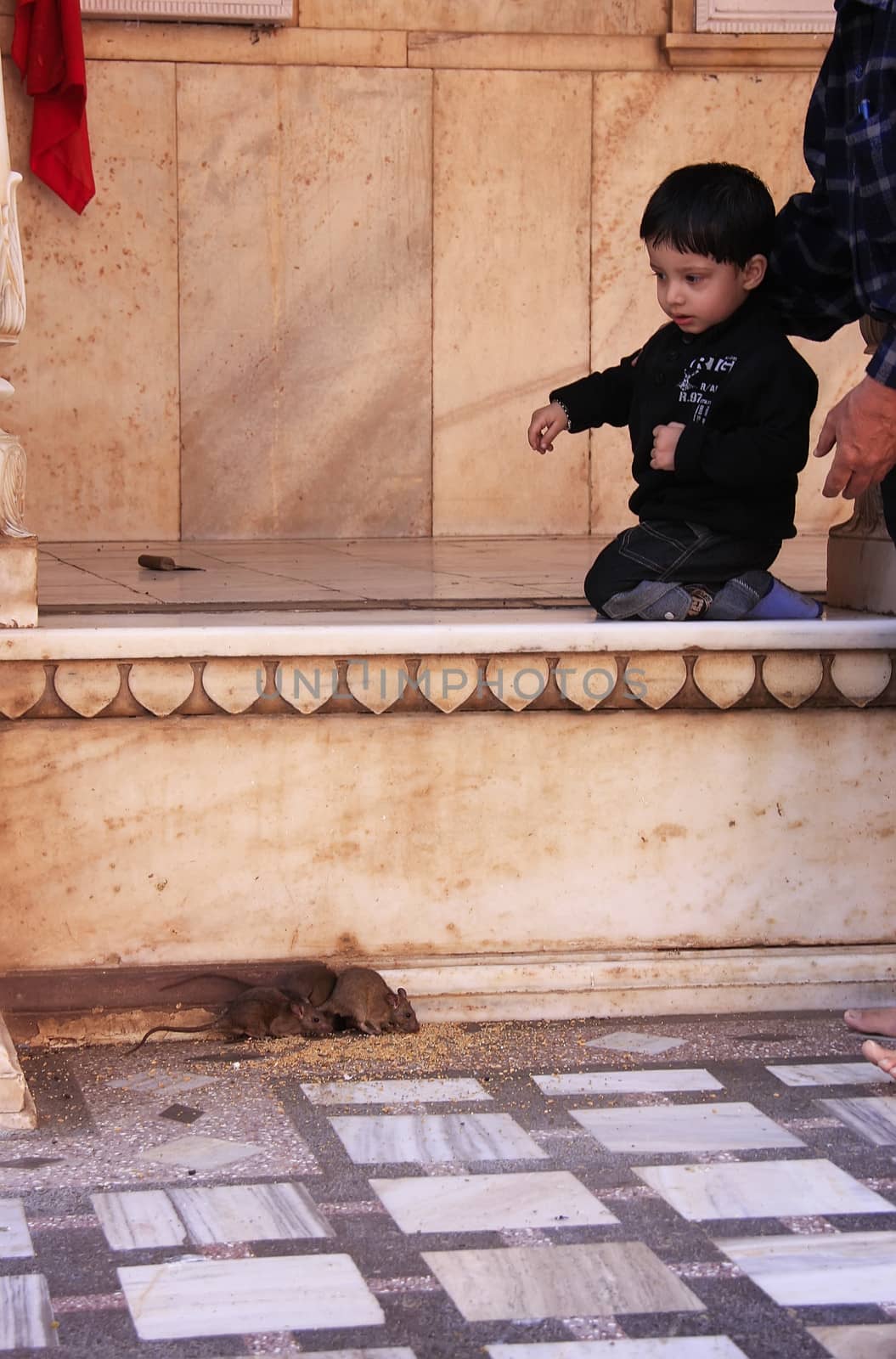 Young boy watching rats at Karni Mata Temple, Deshnok, Rajasthan, India