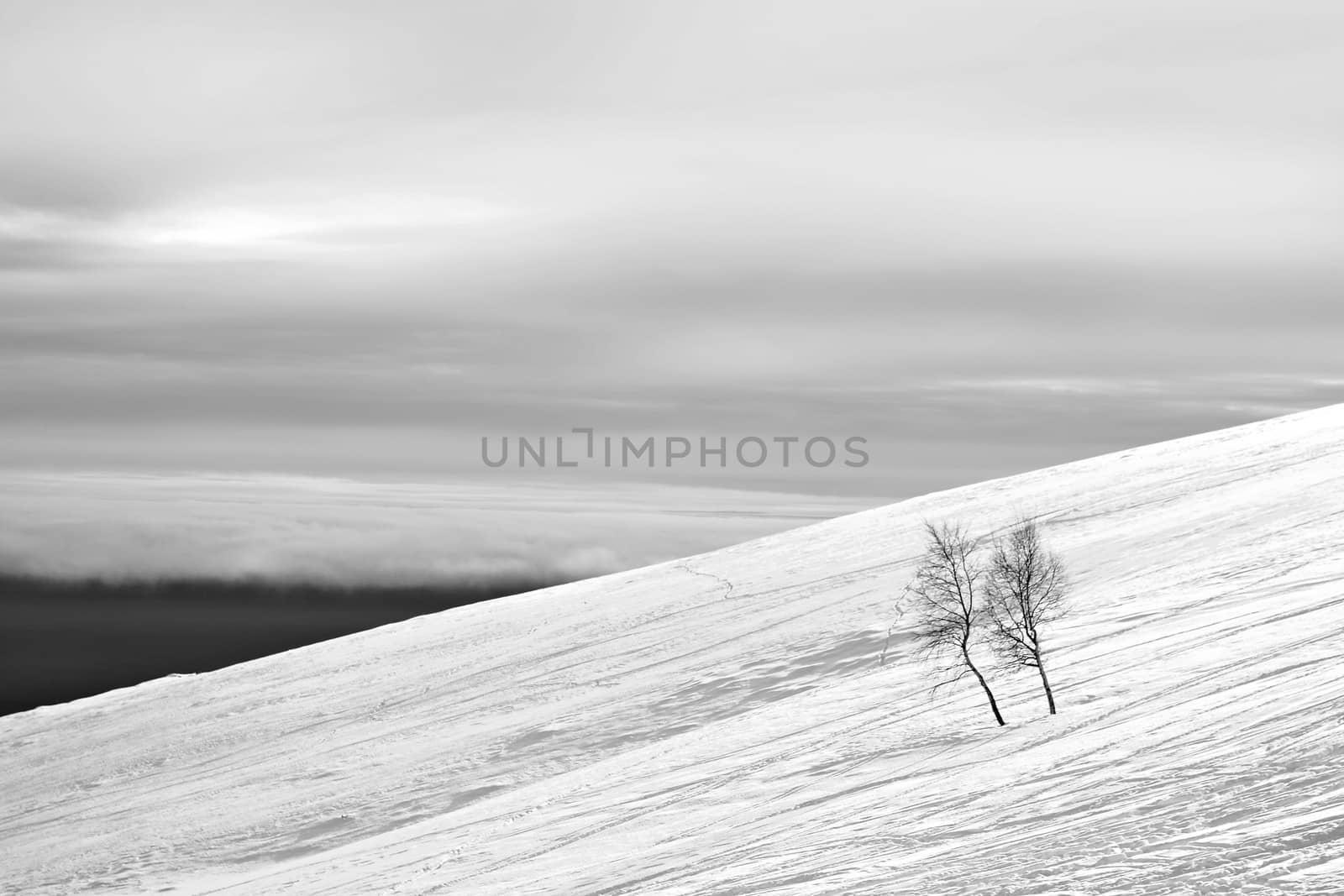 Snowy slope with little birch trees in a cloudy day. Smoggy plains in the background. Minimalist composition. Italian Alps.