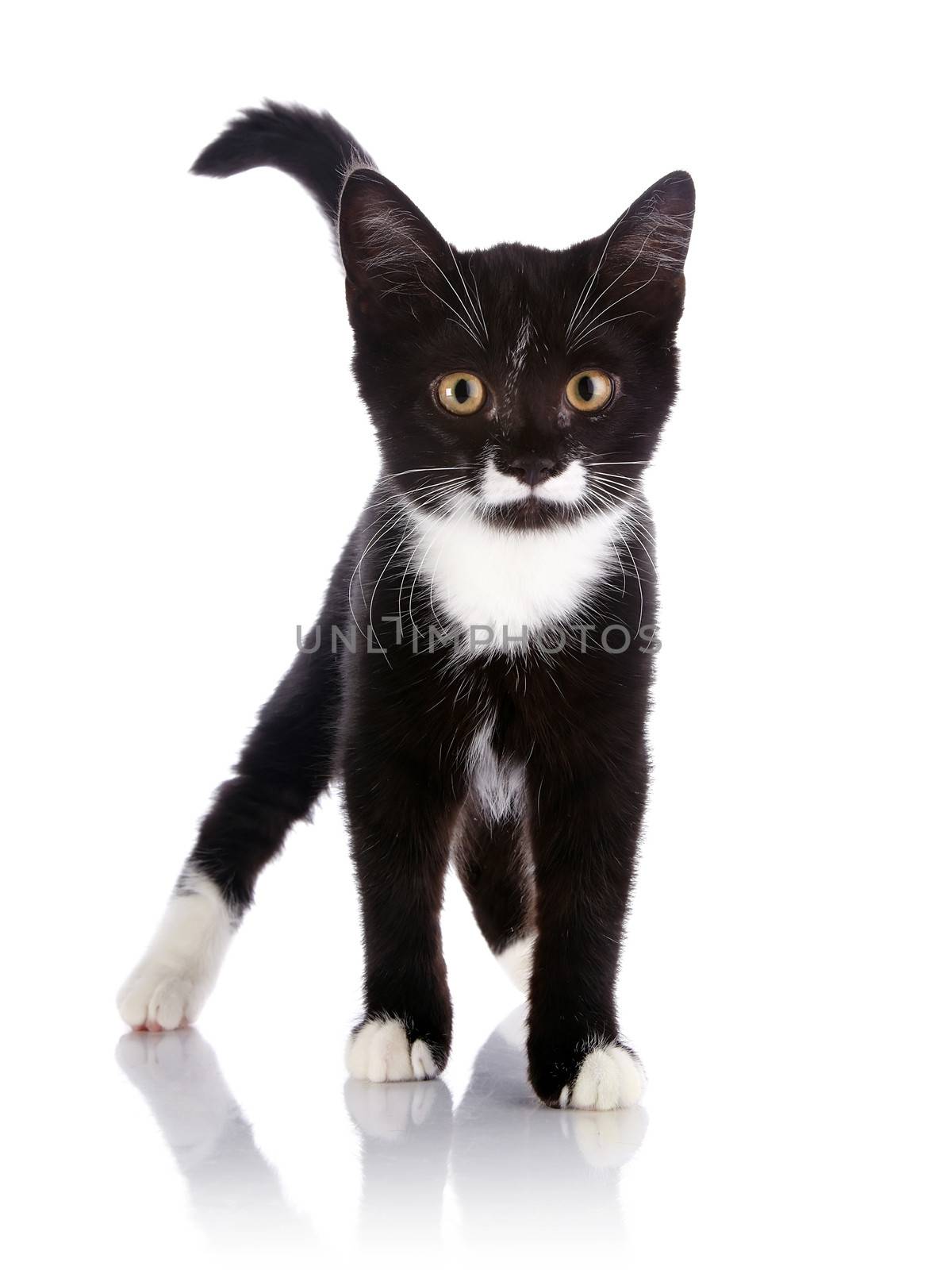 The black and white kitten costs on a white background. by Azaliya