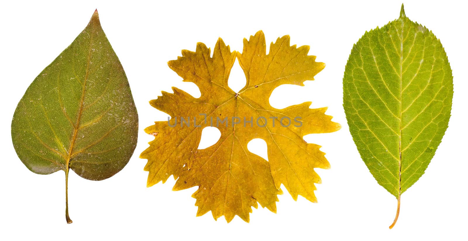 Lilac leaves, grape leaves and cherry leaves isolated on white