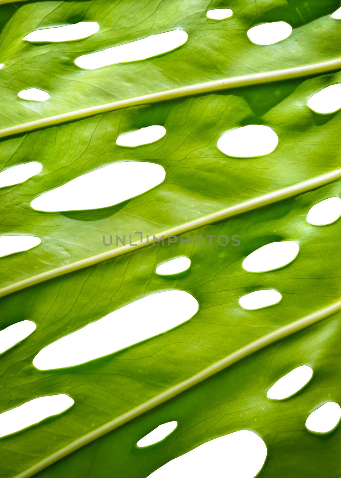 Tropical Leaf With Holes For Your Text Or Background Image