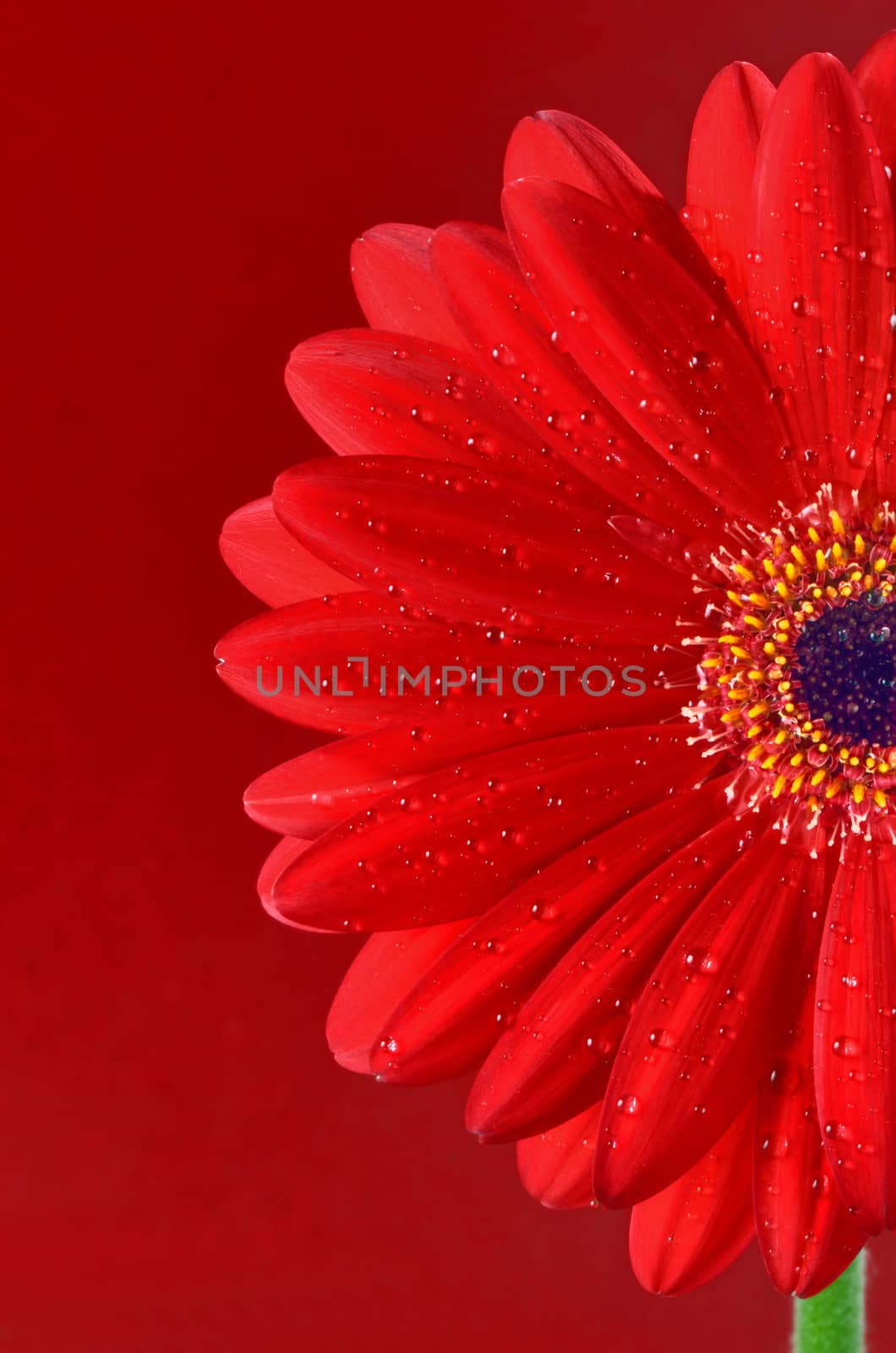 Red Gerbera Flower on red background