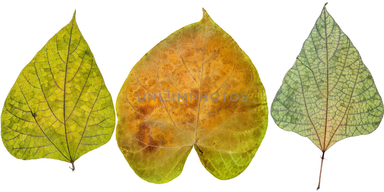 Leaves of various flowers, isolated on white
