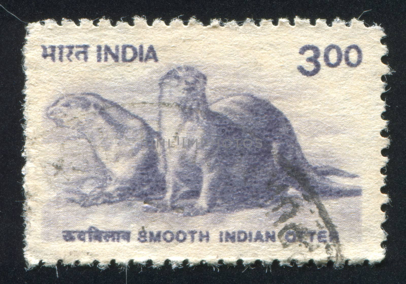 INDIA - CIRCA 2000: stamp printed by India, shows otter, circa 2000