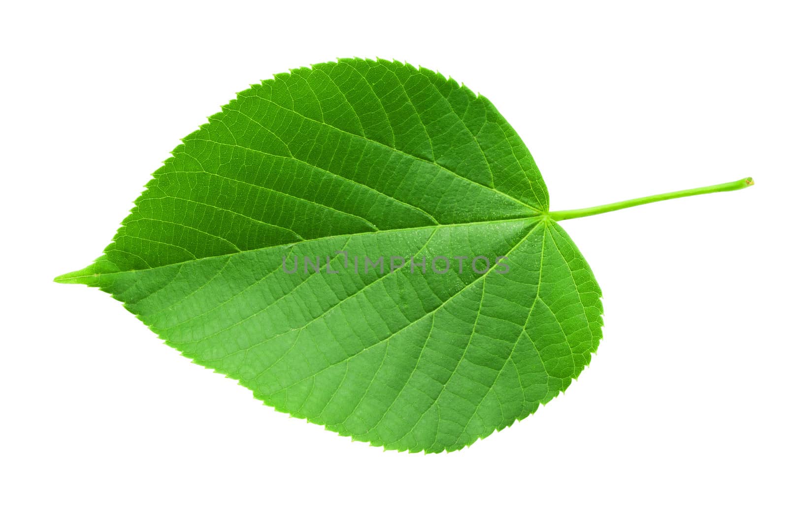 Beautiful macro photo of lime leaf, isolated on white background