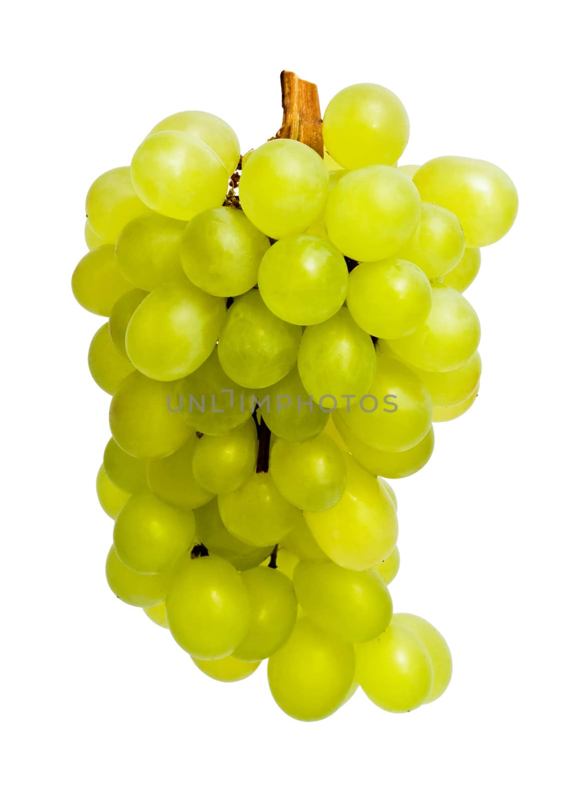 Branch of grapes isolated on white background