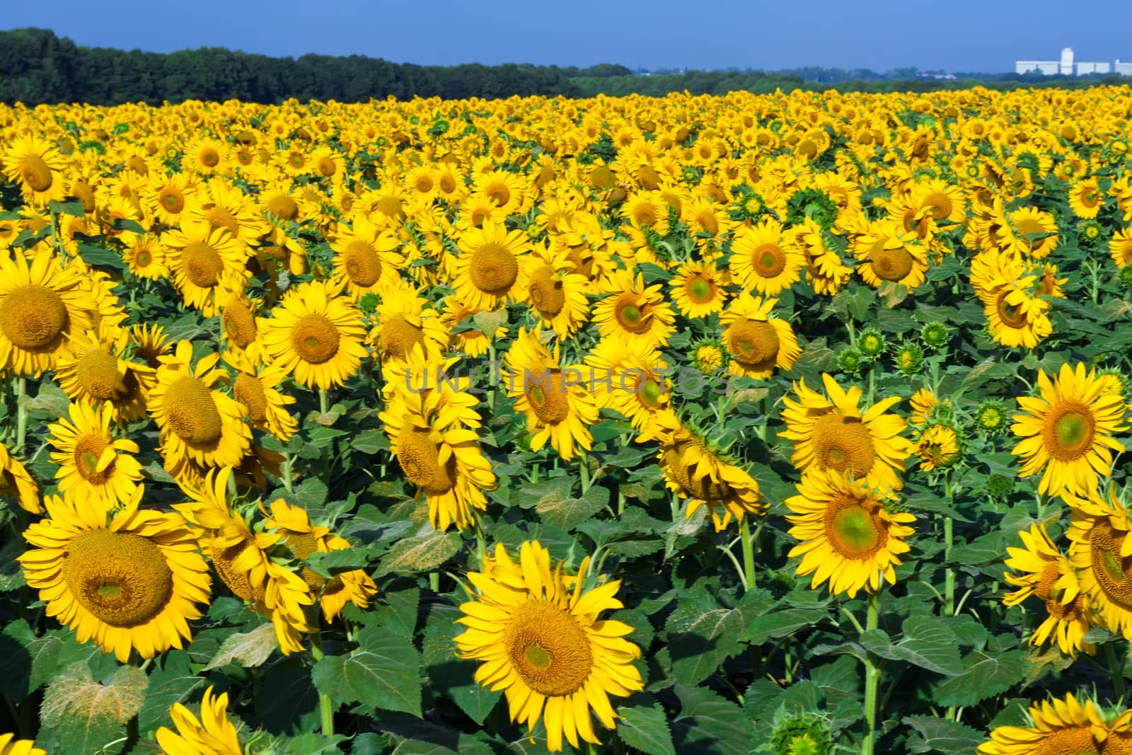 Beautiful blooming field of sunflowers under blue sky