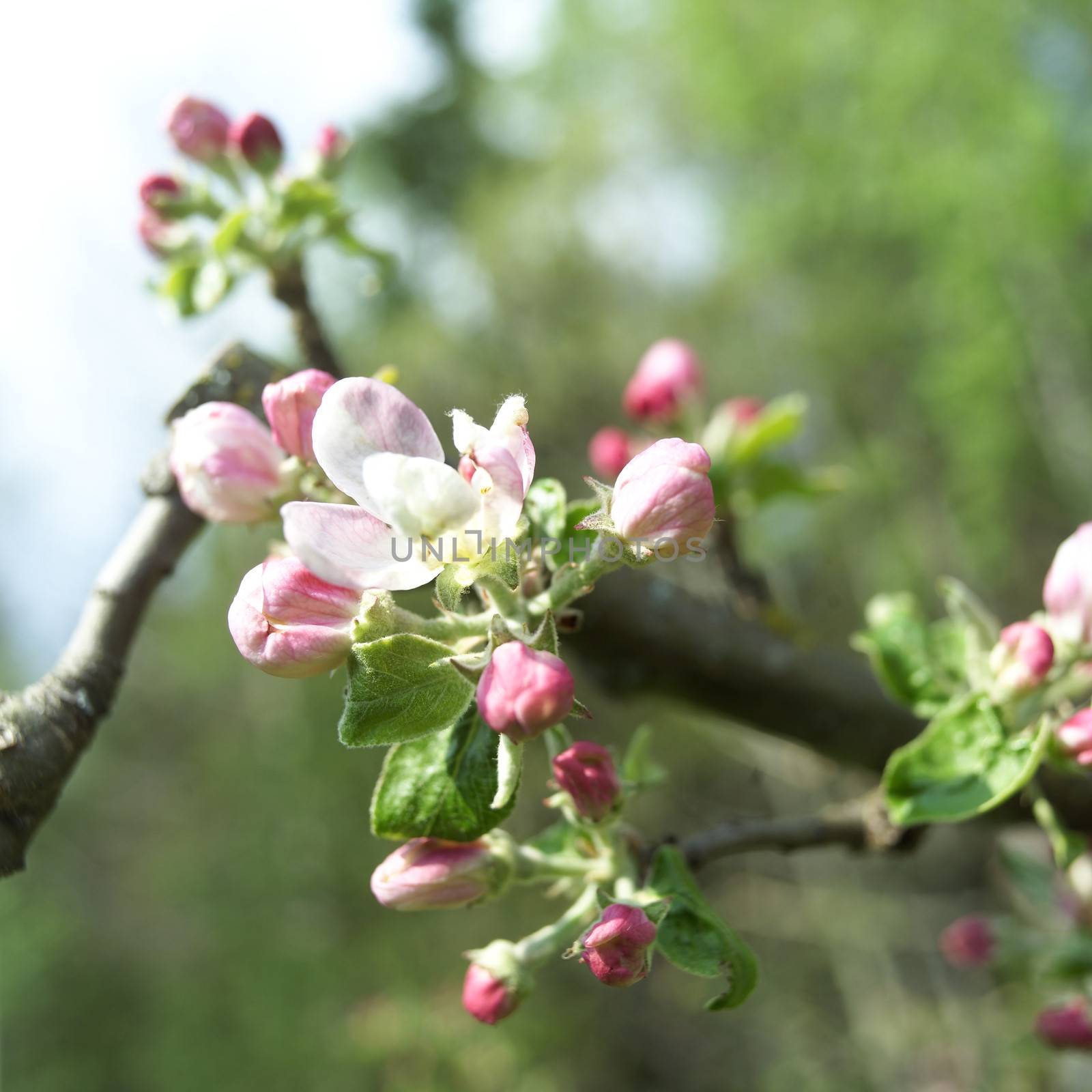 Close up of Apple Blossom