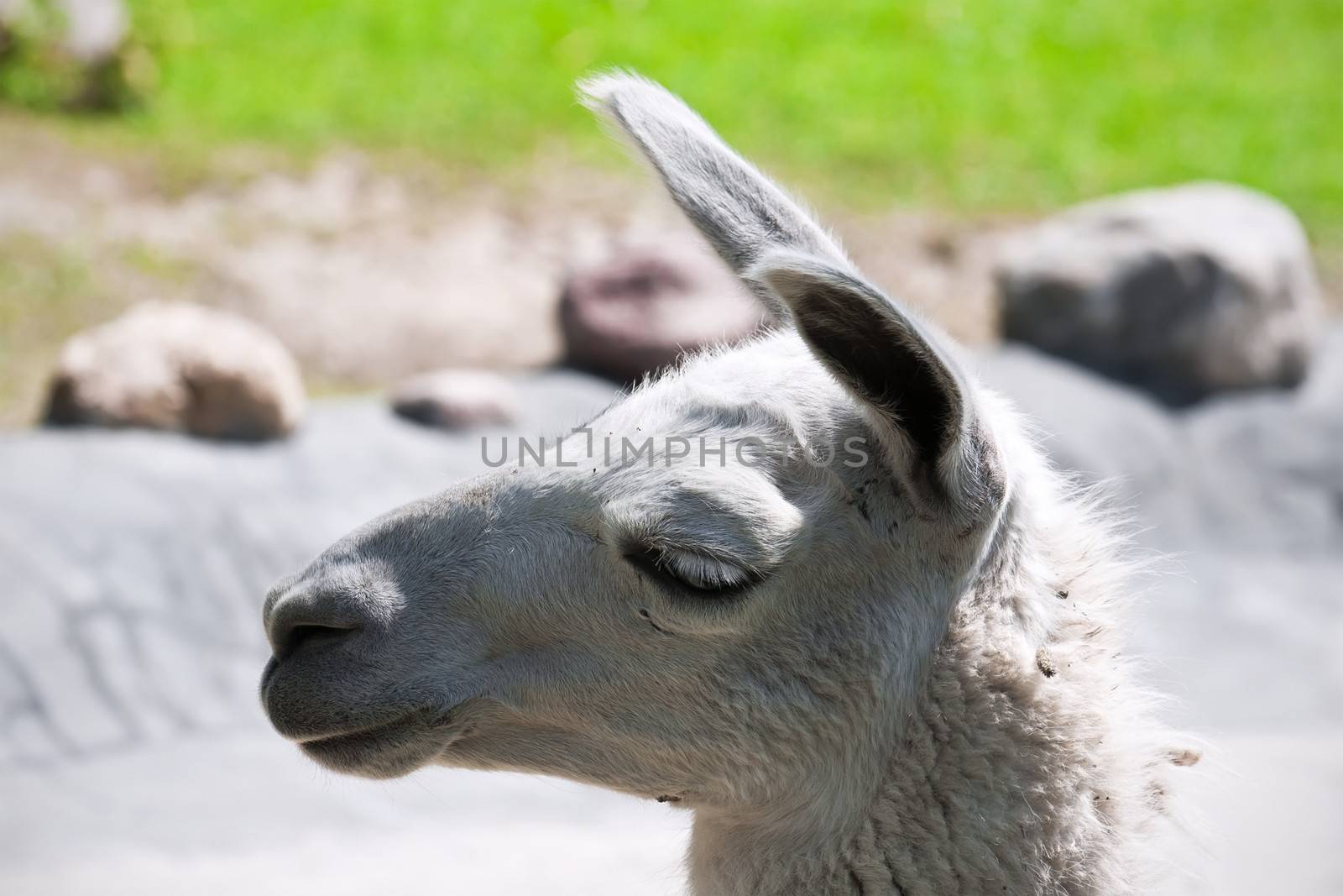 Funny close-up portrait of llama in zoo