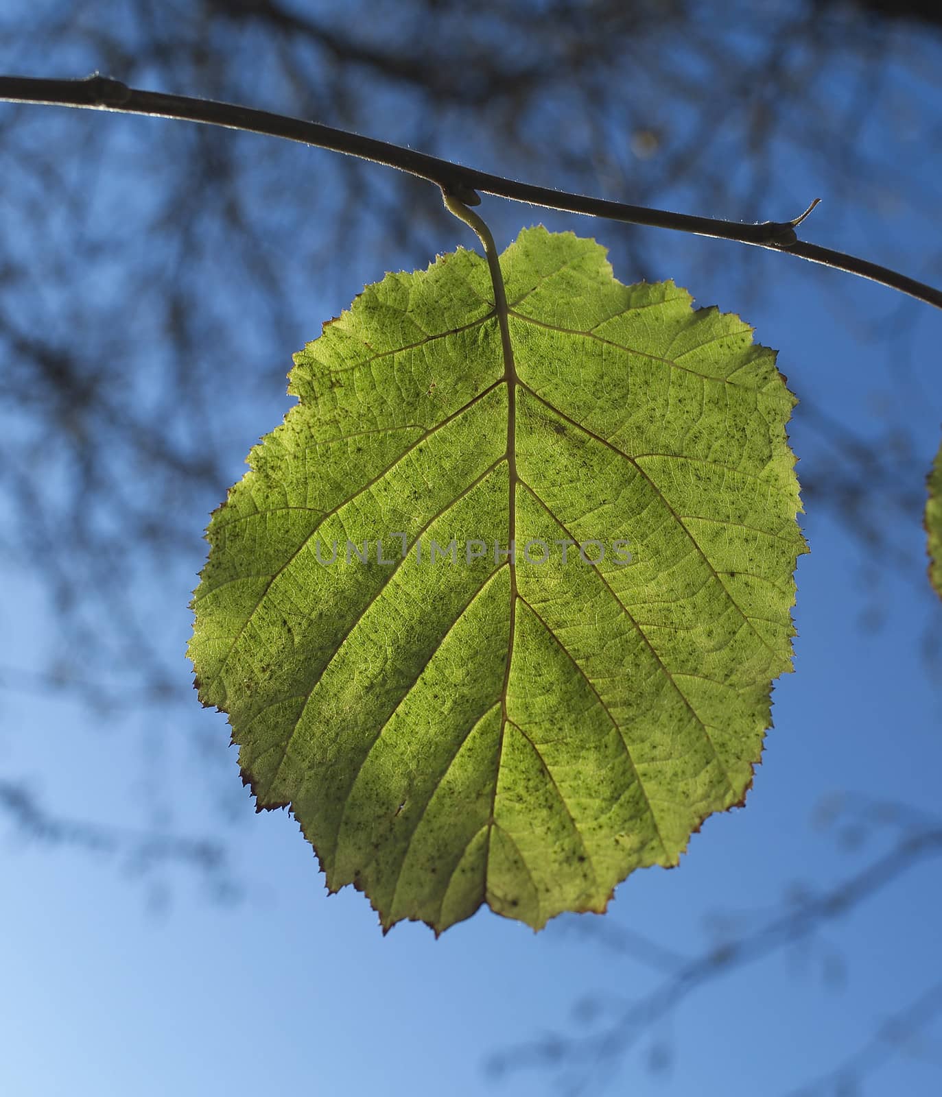 Green Leaf on blye sky background