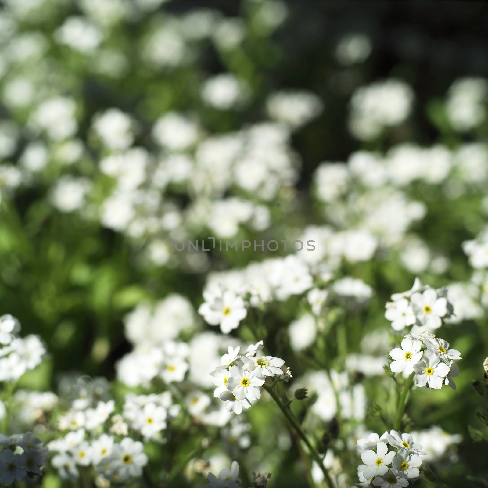White flowers by gemenacom