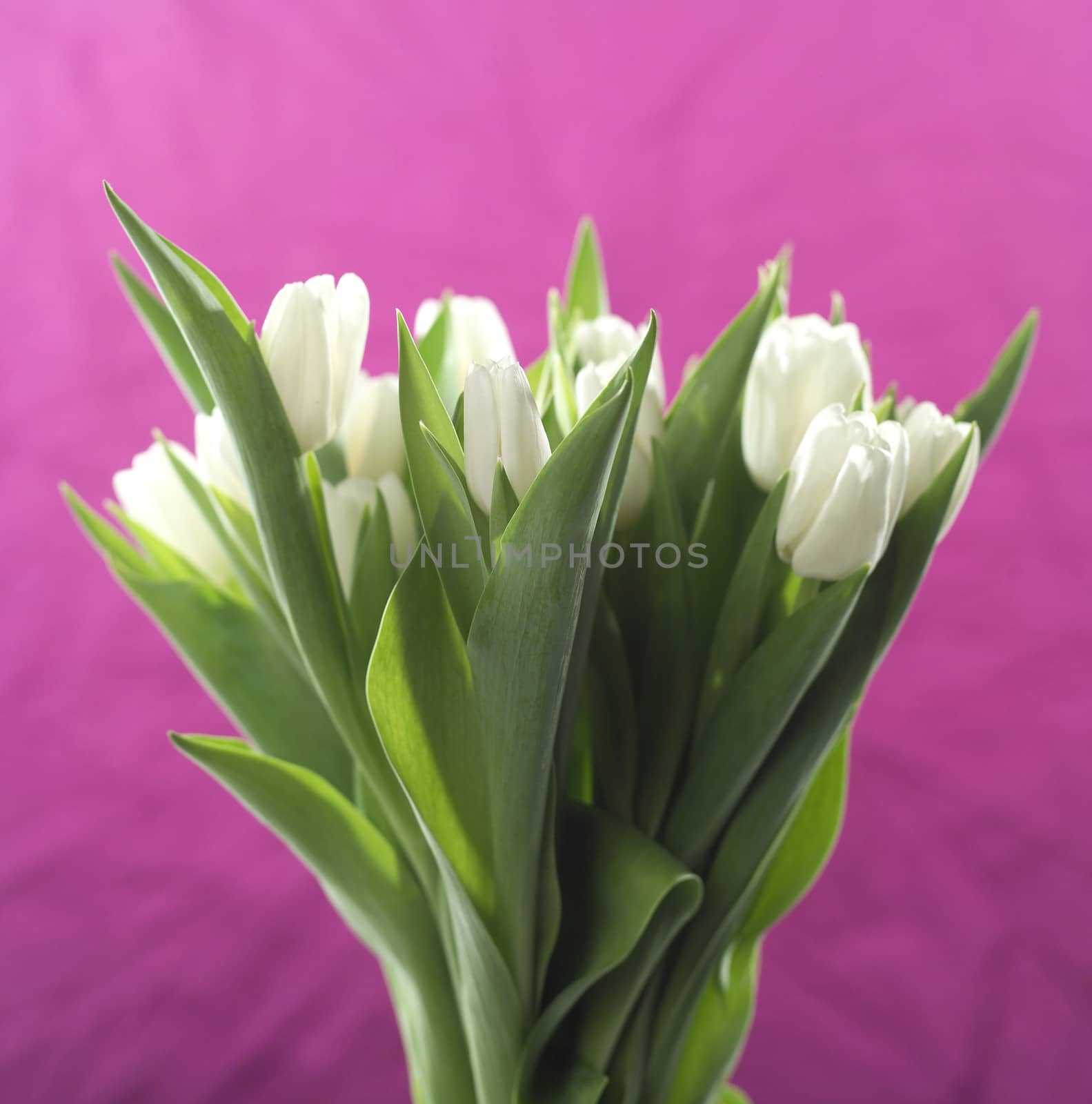 Bunch of white tulips on purple background