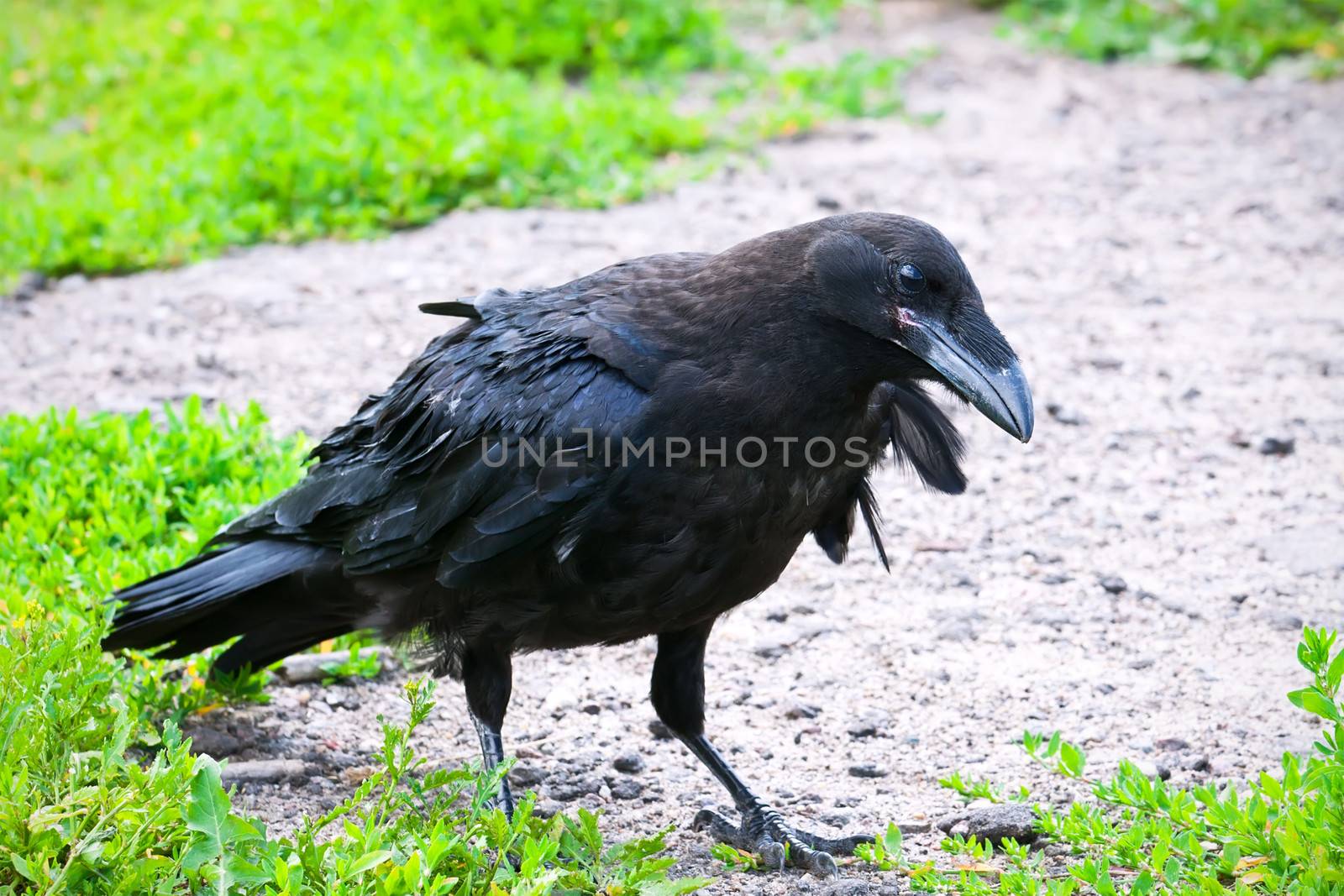 Beautiful close-up photo of Common Raven (Corvus corax)