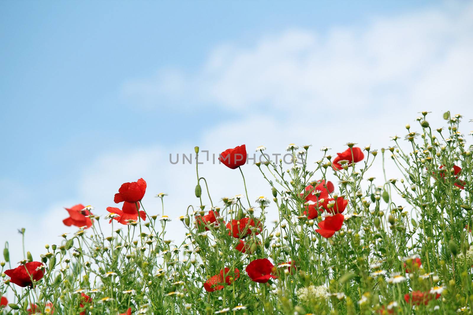 red poppy flowers spring season