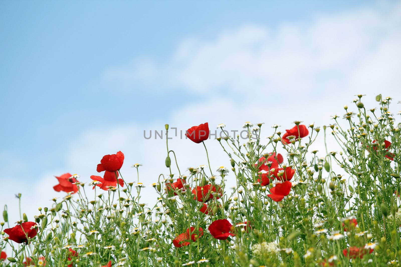 red poppy flowers spring season by goce