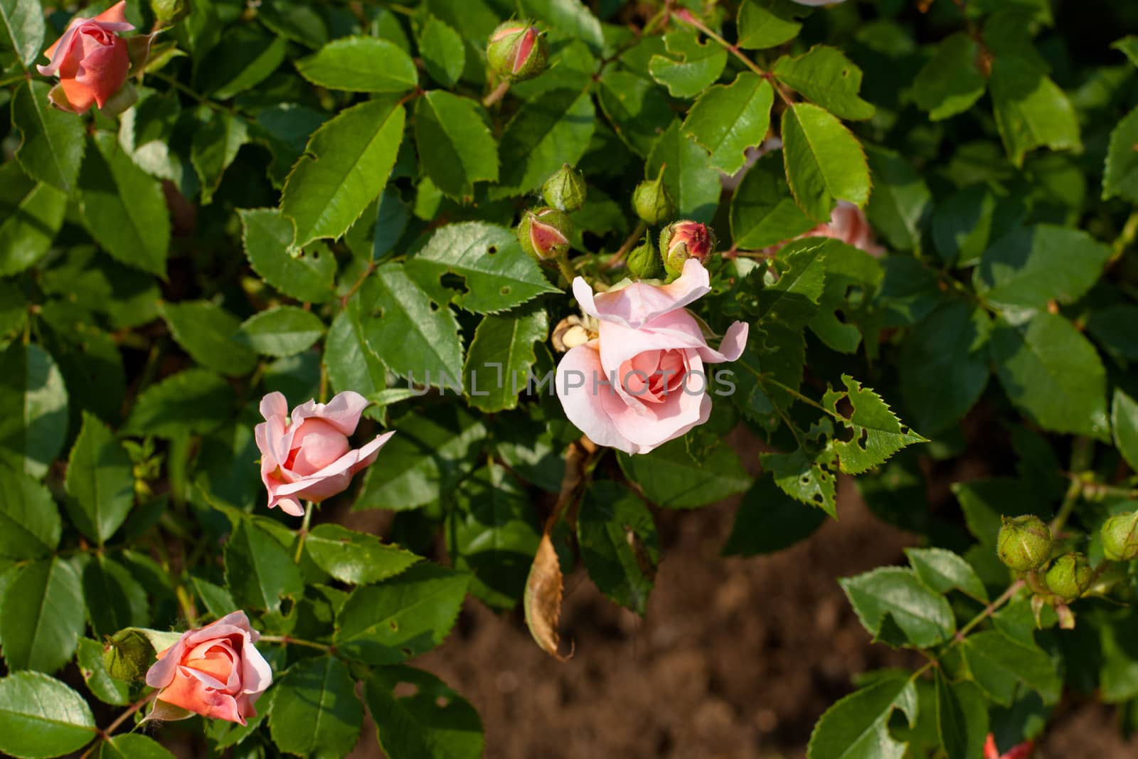 Pink roses in a summer garden
