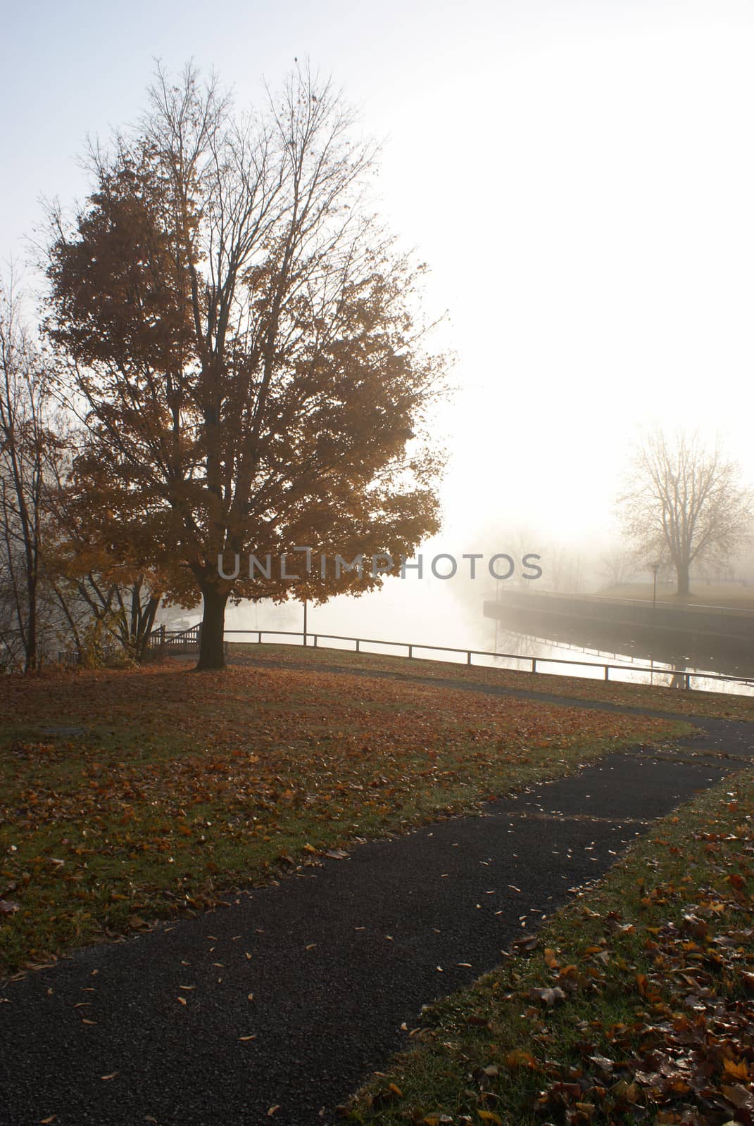 A foggy morning scenery is backlit by the sunrise.