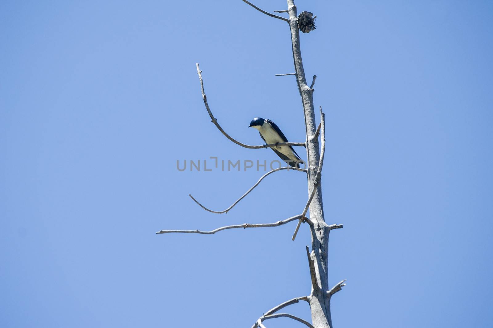 Mountain Bluebird in bare tree