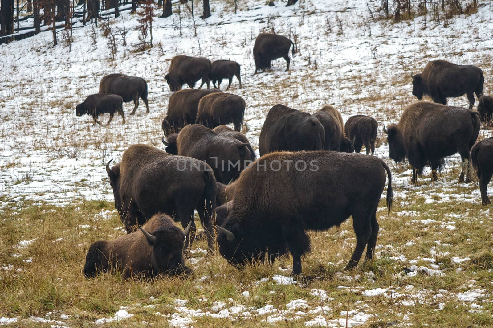 Bison in Yellowstone Winter snow