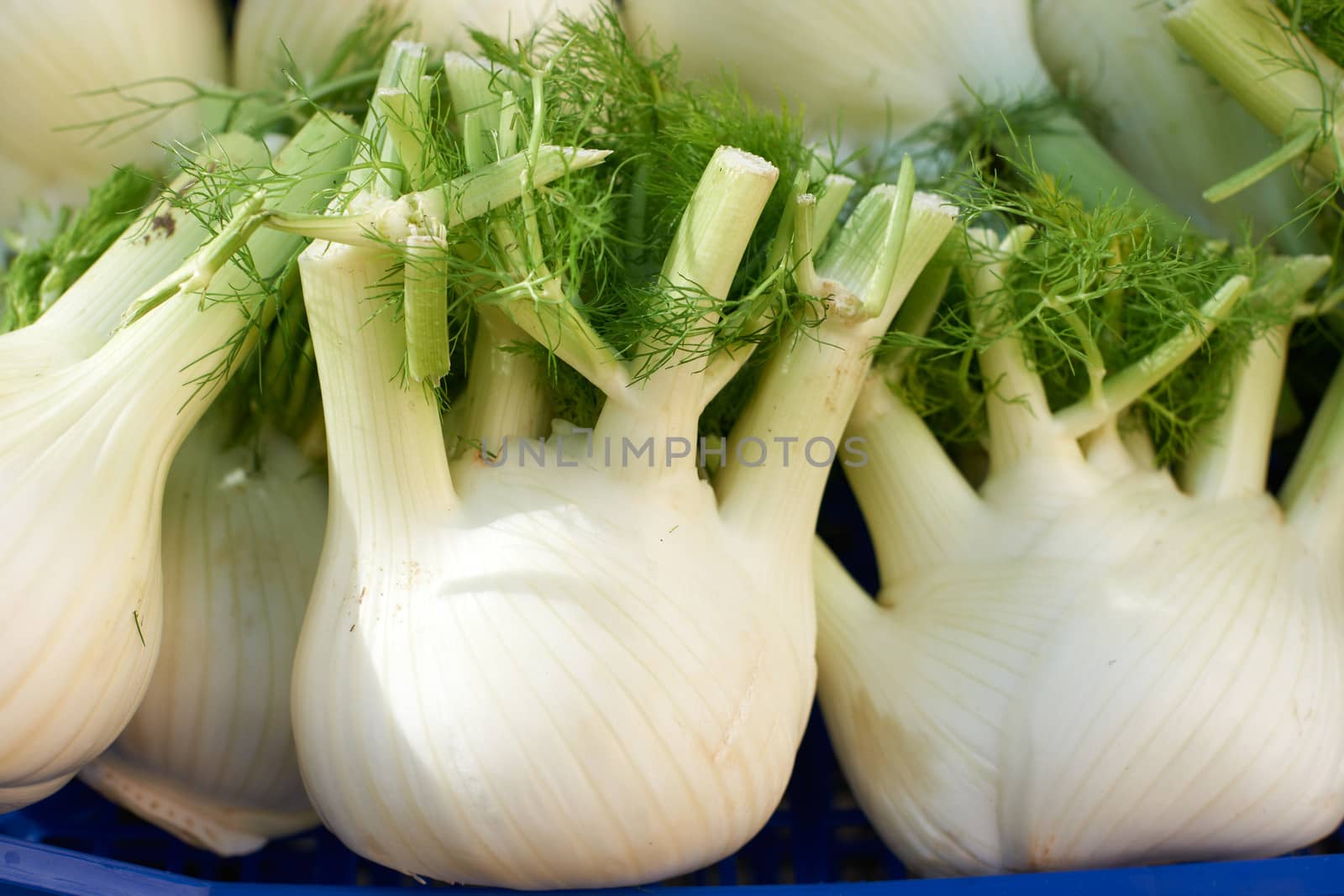 Fresh fennel heads for sale on farmers market, in Aix en Provence, South France