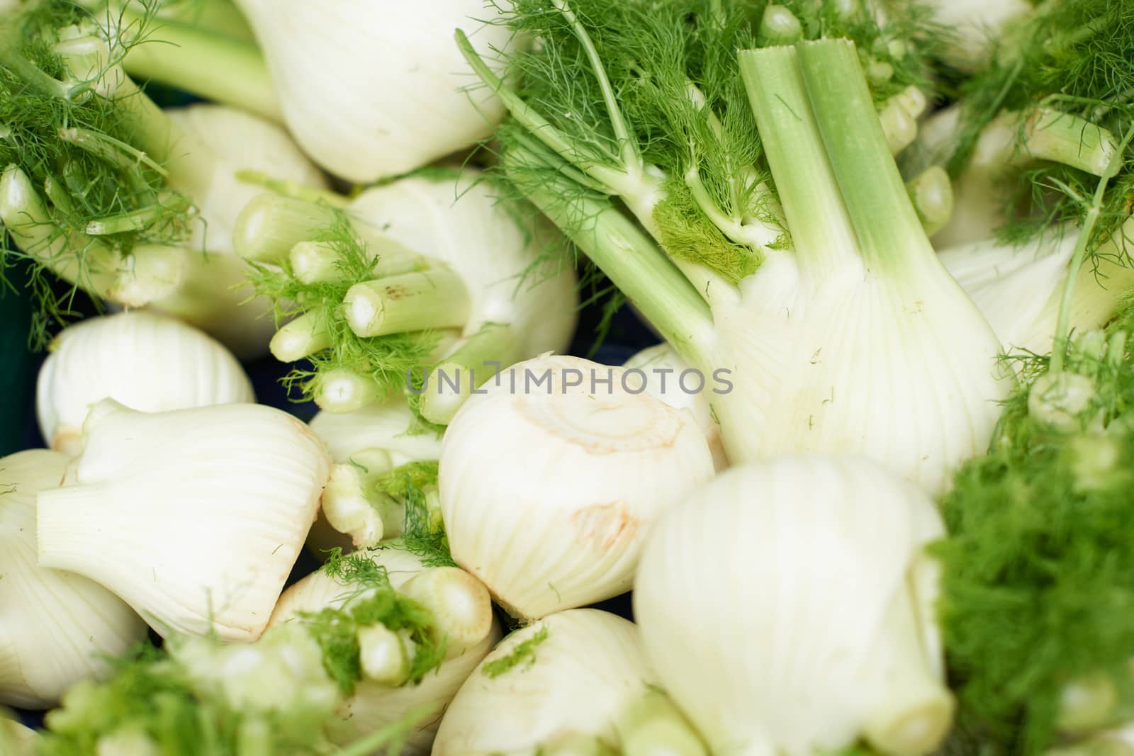 Fresh fennel heads for sale on farmers market, in Aix en Provence, South France